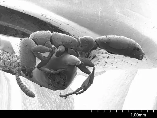 Apomyrma stygia specimen ANTWEB1008602 image antweb1008602_3