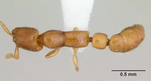 Apomyrma stygia specimen CASENT0000077 image casent0000077_1