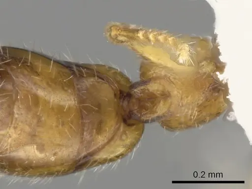Apomyrma stygia specimen CASENT0000077 image casent0000077_2