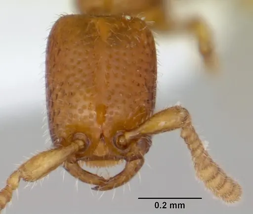 Apomyrma stygia specimen CASENT0000077 image casent0000077_3