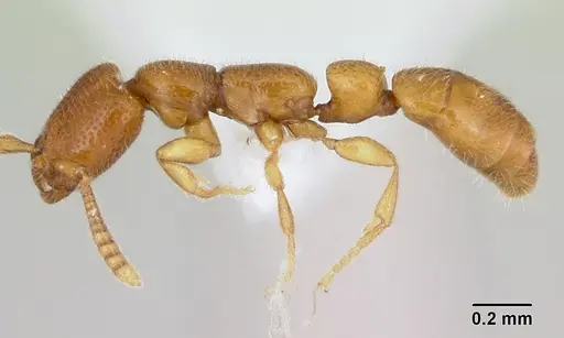 Apomyrma stygia specimen CASENT0000077 image casent0000077_4