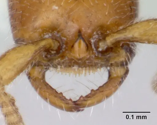 Apomyrma stygia specimen CASENT0007017 image casent0007017_1