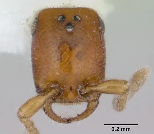 Apomyrma stygia specimen CASENT0007017 image casent0007017_2