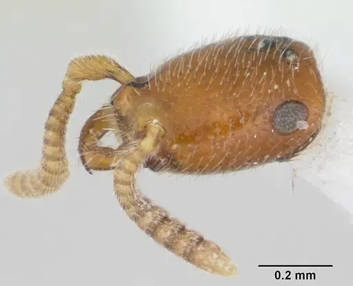 Apomyrma stygia specimen CASENT0007017 image casent0007017_3