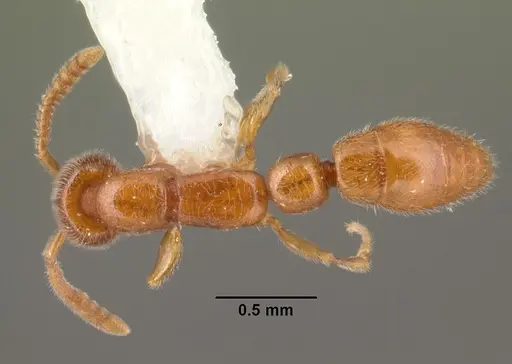 Apomyrma stygia specimen CASENT0101444 image casent0101444_1