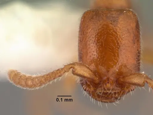 Apomyrma stygia specimen CASENT0101444 image casent0101444_2