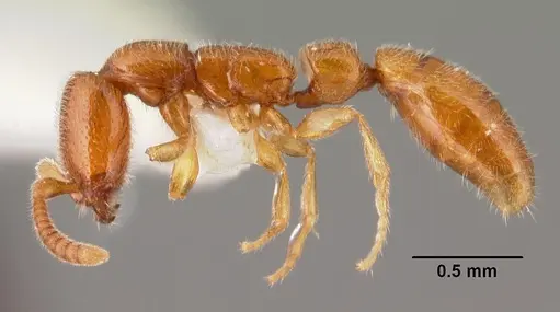Apomyrma stygia specimen CASENT0101444 image casent0101444_3