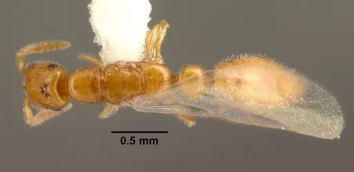 Apomyrma stygia specimen CASENT0101445 image casent0101445_1