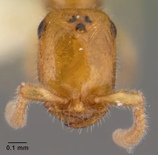 Apomyrma stygia specimen CASENT0101445 image casent0101445_2