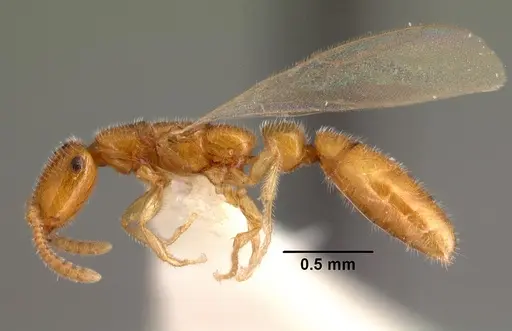 Apomyrma stygia specimen CASENT0101445 image casent0101445_3