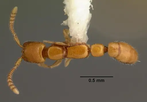 Apomyrma stygia specimen CASENT0101469 image casent0101469_1