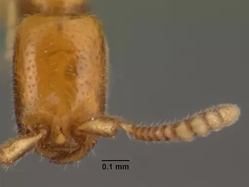 Apomyrma stygia specimen CASENT0101469 image casent0101469_2