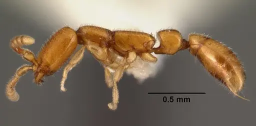Apomyrma stygia specimen CASENT0101469 image casent0101469_3