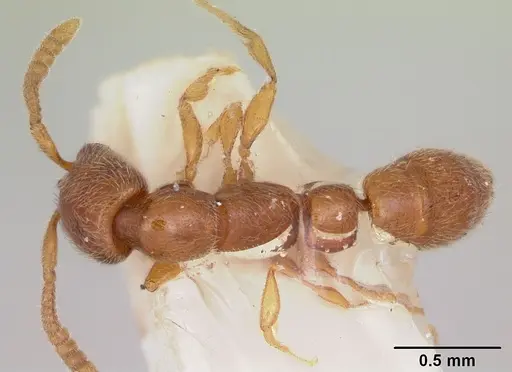 Apomyrma stygia specimen CASENT0103304 image casent0103304_1