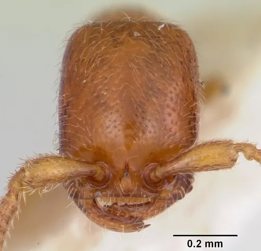 Apomyrma stygia specimen CASENT0103304 image casent0103304_2