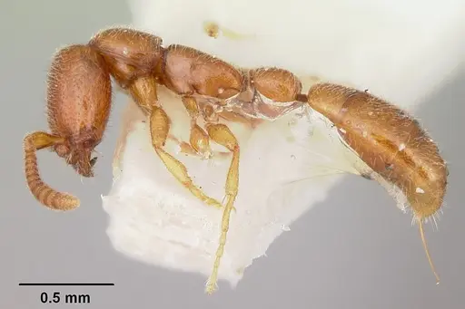 Apomyrma stygia specimen CASENT0103304 image casent0103304_3