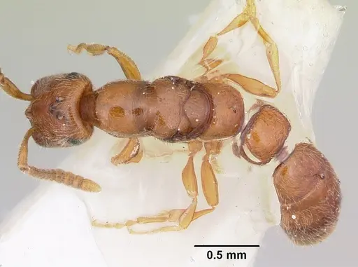 Apomyrma stygia specimen CASENT0103305 image casent0103305_1