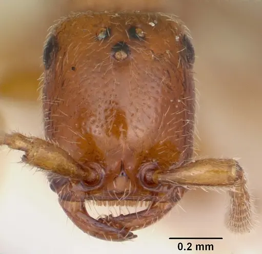 Apomyrma stygia specimen CASENT0103305 image casent0103305_2