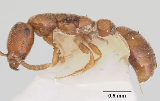 Apomyrma stygia specimen CASENT0103305 image casent0103305_3