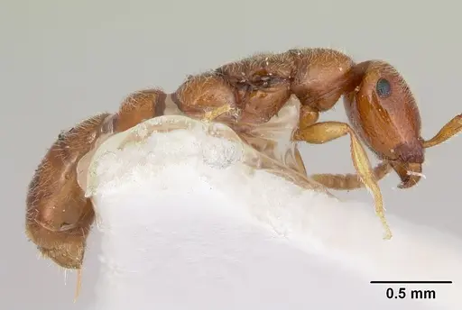 Apomyrma stygia specimen CASENT0103305 image casent0103305_4