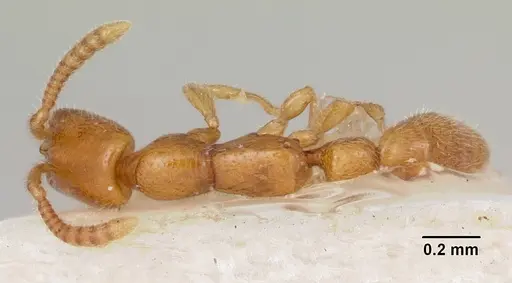 Apomyrma stygia specimen CASENT0103306 image casent0103306_1