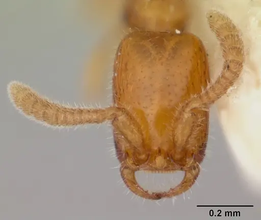 Apomyrma stygia specimen CASENT0103306 image casent0103306_2