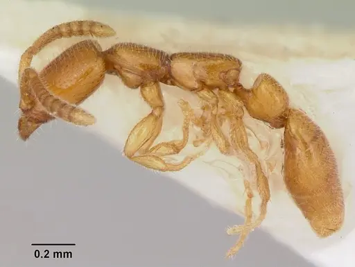 Apomyrma stygia specimen CASENT0103306 image casent0103306_3