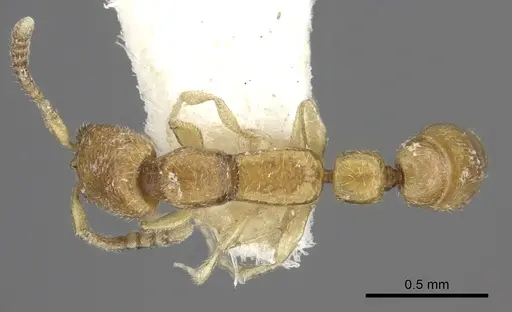 Apomyrma stygia specimen CASENT0260454 image casent0260454_1