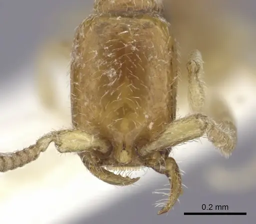 Apomyrma stygia specimen CASENT0260454 image casent0260454_2