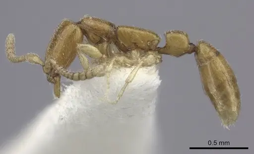 Apomyrma stygia specimen CASENT0260454 image casent0260454_3