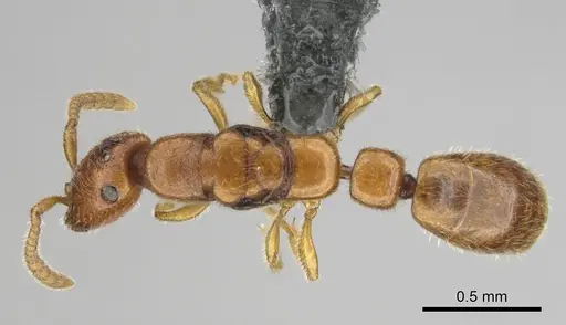 Apomyrma stygia specimen CASENT0815607 image casent0815607_1
