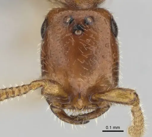 Apomyrma stygia specimen CASENT0815607 image casent0815607_2