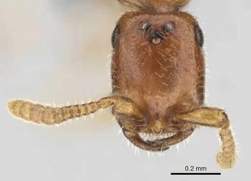 Apomyrma stygia specimen CASENT0815607 image casent0815607_3