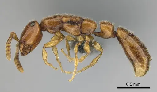 Apomyrma stygia specimen CASENT0815607 image casent0815607_4