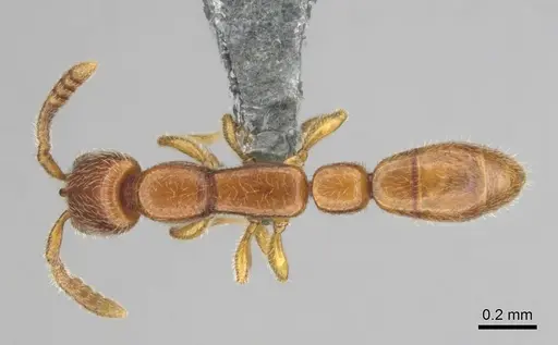 Apomyrma stygia specimen CASENT0815622 image casent0815622_1