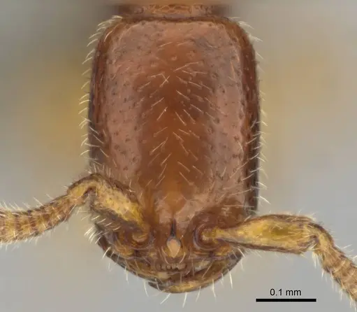Apomyrma stygia specimen CASENT0815622 image casent0815622_2