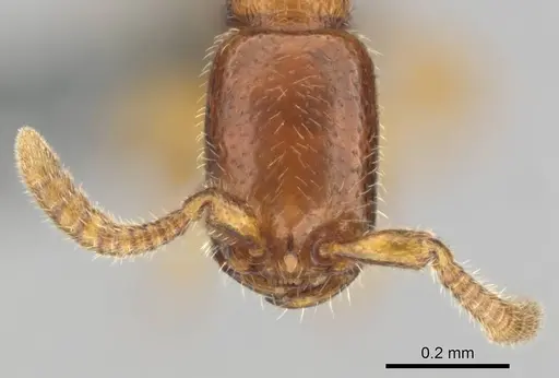 Apomyrma stygia specimen CASENT0815622 image casent0815622_3