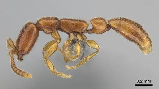 Apomyrma stygia specimen CASENT0815622 image casent0815622_4