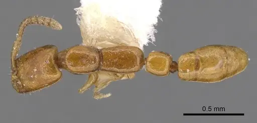 Apomyrma stygia specimen CASENT0900314 image casent0900314_1