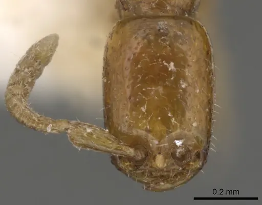 Apomyrma stygia specimen CASENT0900314 image casent0900314_2