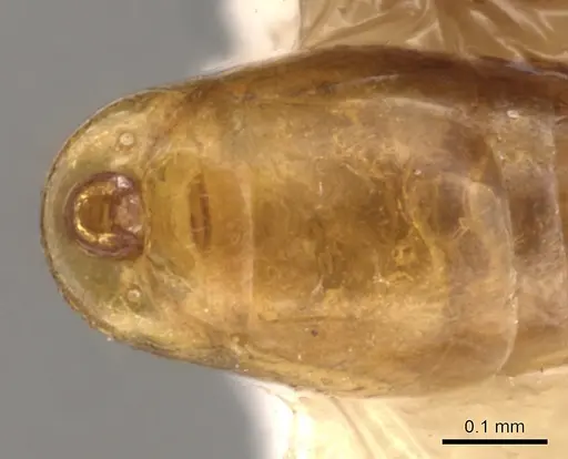 Apomyrma stygia specimen CASENT0900314 image casent0900314_4