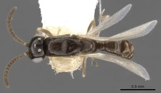 Apomyrma stygia specimen CASENT0900325 image casent0900325_1