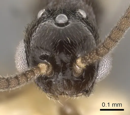 Apomyrma stygia specimen CASENT0900325 image casent0900325_2