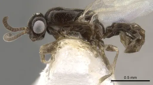 Apomyrma stygia specimen CASENT0900325 image casent0900325_3