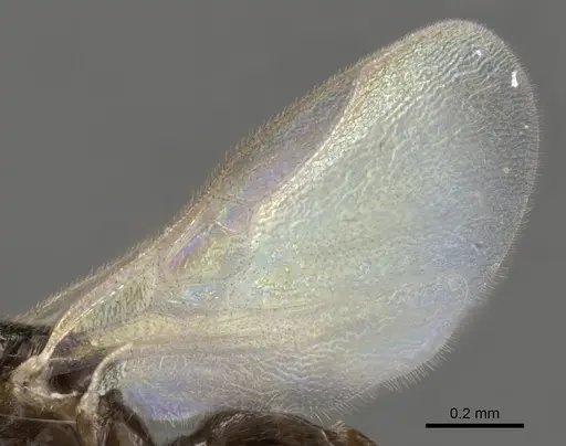Apomyrma stygia specimen CASENT0900325 image casent0900325_4
