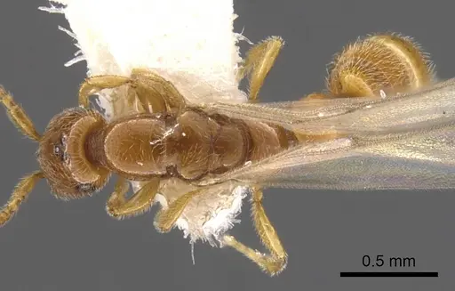Apomyrma stygia specimen CASENT0900326 image casent0900326_1