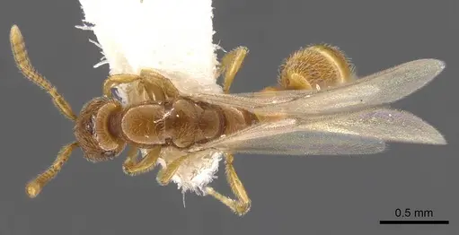 Apomyrma stygia specimen CASENT0900326 image casent0900326_2