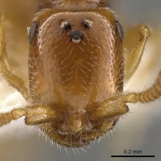 Apomyrma stygia specimen CASENT0900326 image casent0900326_3