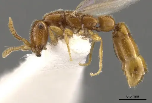 Apomyrma stygia specimen CASENT0900326 image casent0900326_4