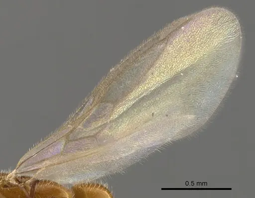 Apomyrma stygia specimen CASENT0900326 image casent0900326_5